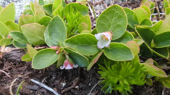 Creeping wintergreen