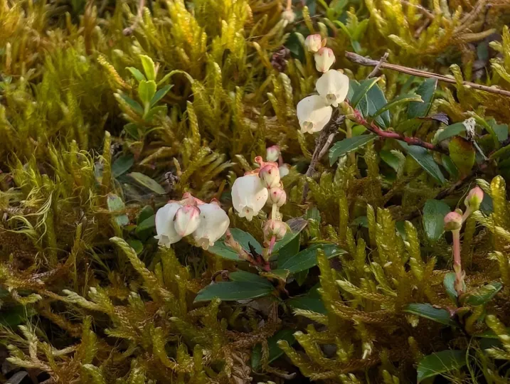 Gaultheria itoana