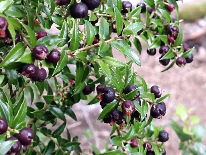Gaultheria phillyreifolia