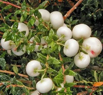 Gaultheria wardii
