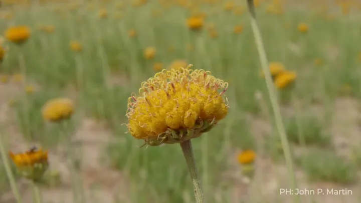 Gaillardia megapontamica