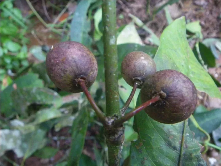 Garcinia smeathmannii