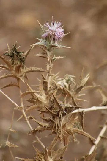Glaucous safflower