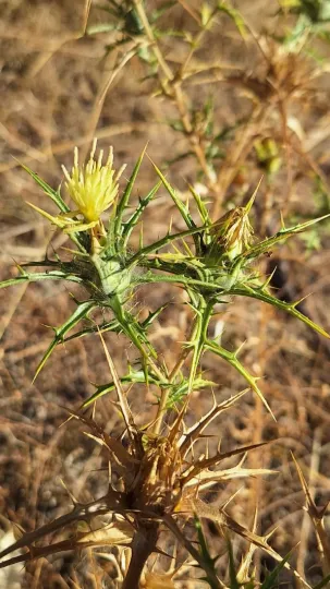 Distaff thistle