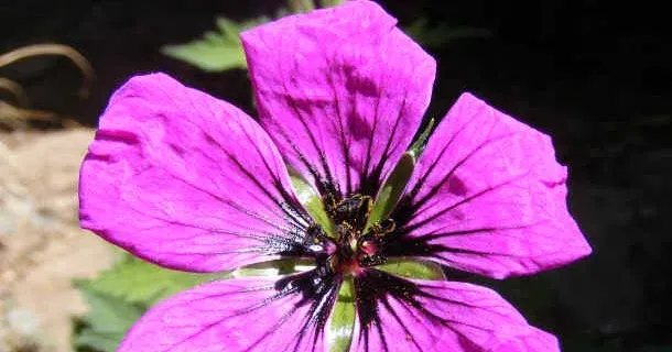 Geranium ocellatum