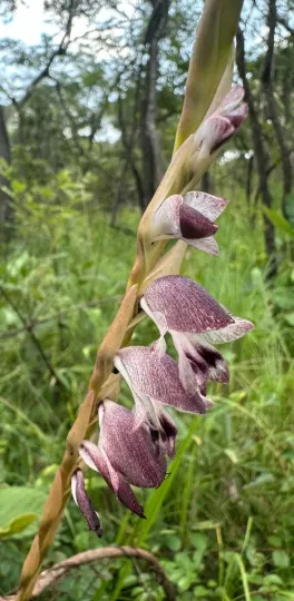 Gladiolus gregarius
