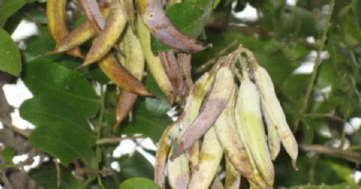 Chinese honeylocust