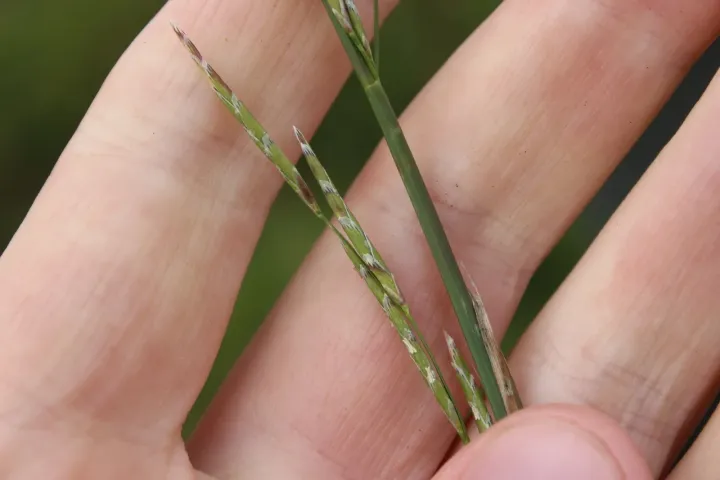 Low sweet-grass