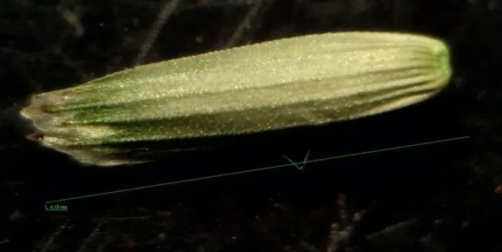 Glyceria pedicellata
