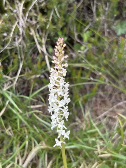 Fragrant orchid