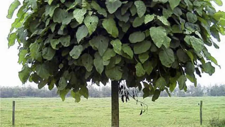 Catalpa bungei