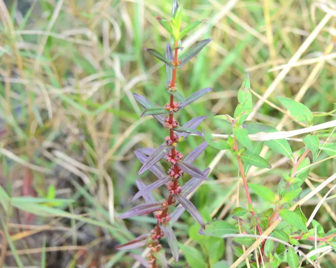 Ammannia latifolia