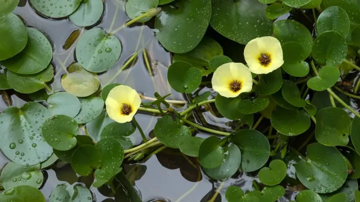 Water poppy