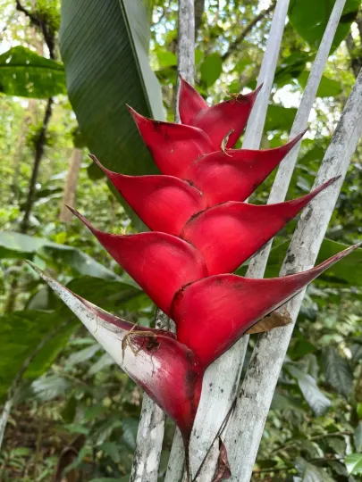 Heliconia caribaea