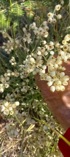 Helichrysum pandurifolium