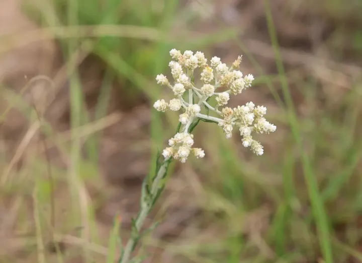 Helichrysum rugulosum
