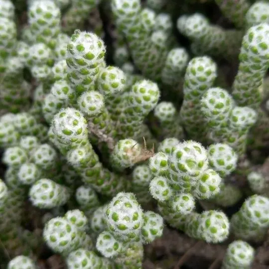 Helichrysum selago