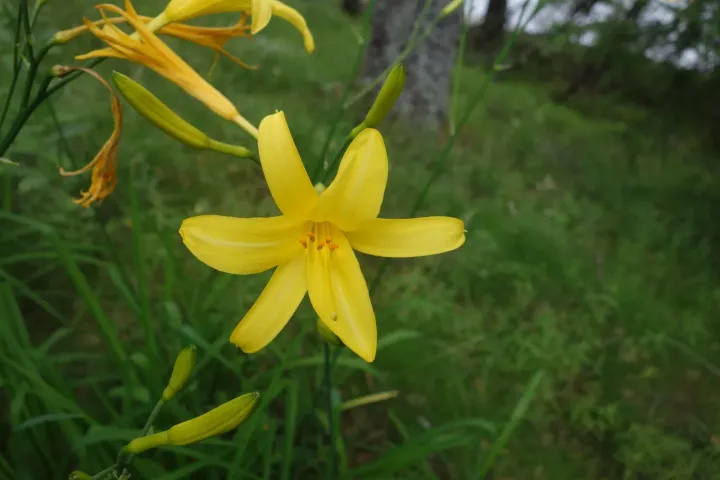 Yellow daylily