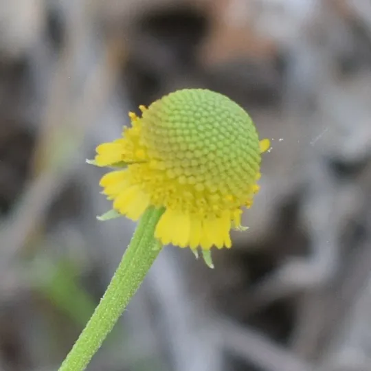 Rosilla