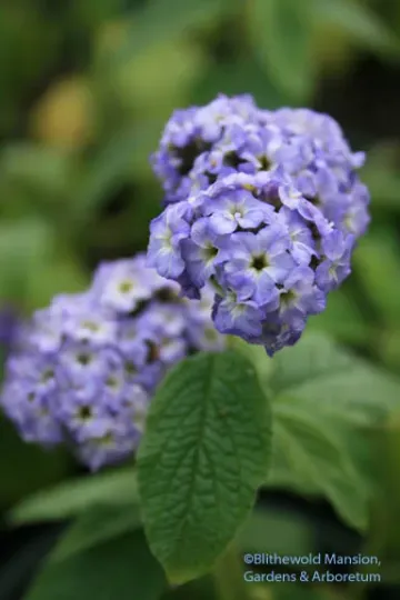 Heliotropium fruticosum