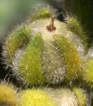Heliotropium lasiocarpum