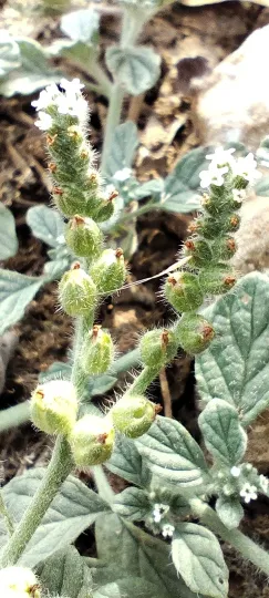Heliotropium supinum