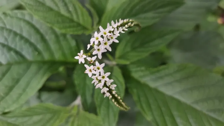 Heliotropium transalpinum