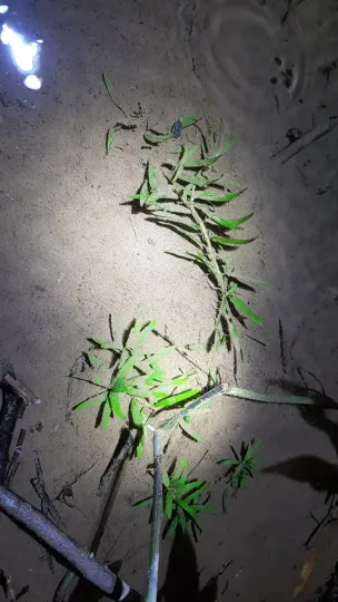 Stargrass