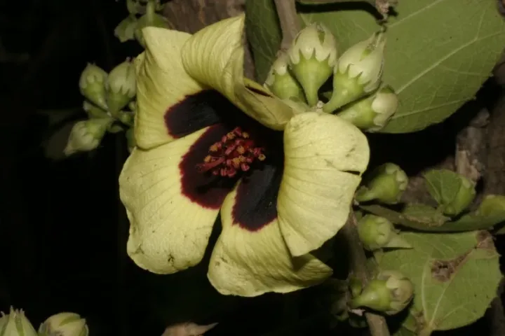 Sterculia-leaved hibiscus