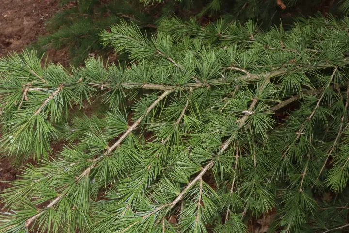 Deodar cedar