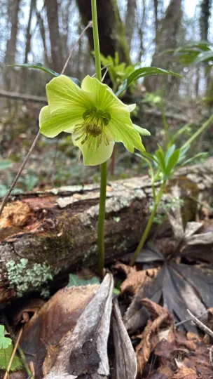 Green hellebore