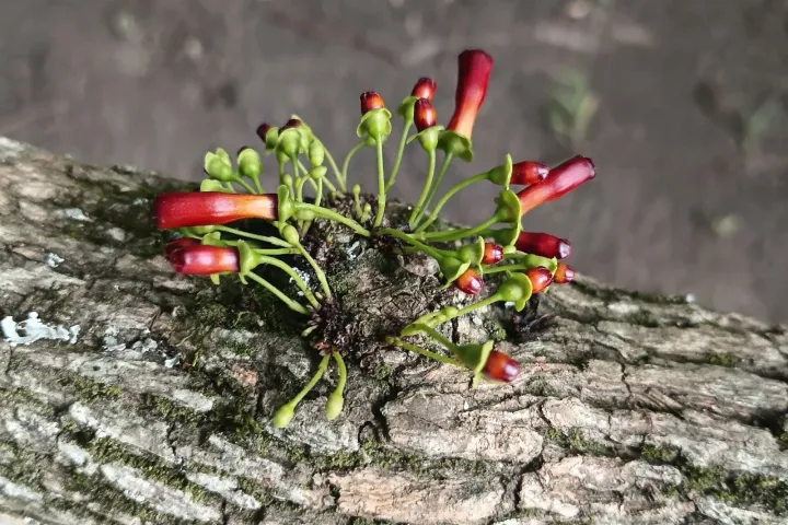 African honeysuckle