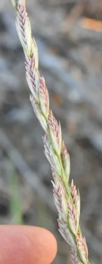 Helictotrichon elongatum