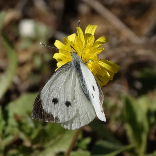 Large white