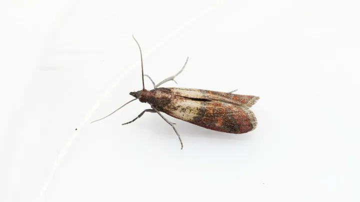 Pyralid moths