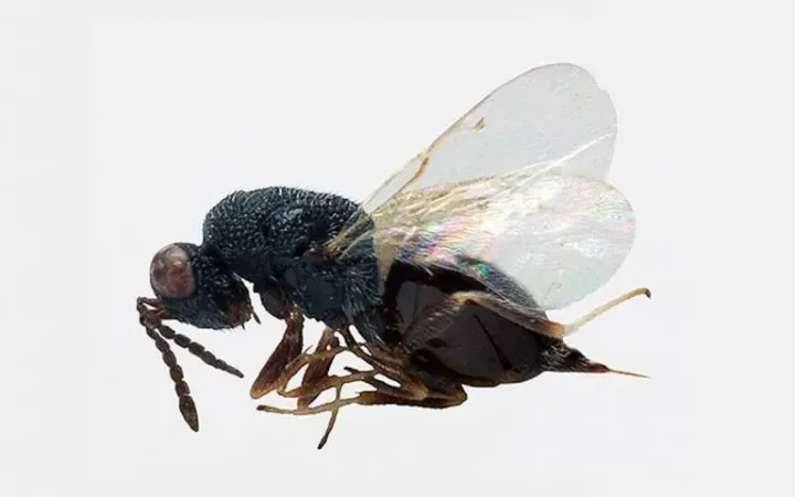 Alfalfa seed chalcid