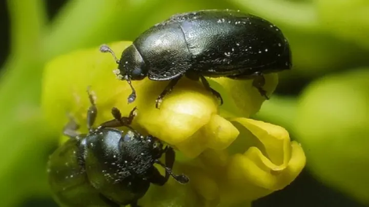 Pollen beetle