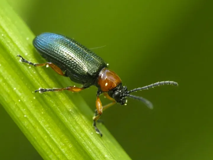 Cereal leaf beetle