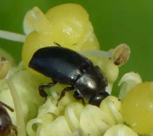 Pollen beetle
