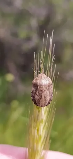 Клоп шкідлива черепашка