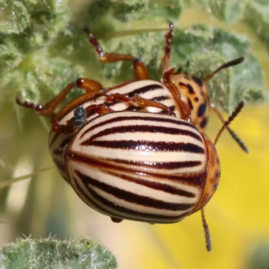 Colorado potato beetle