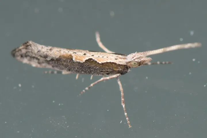 Diamondback moth