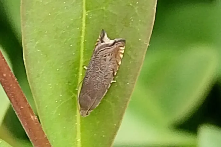 Pea moth