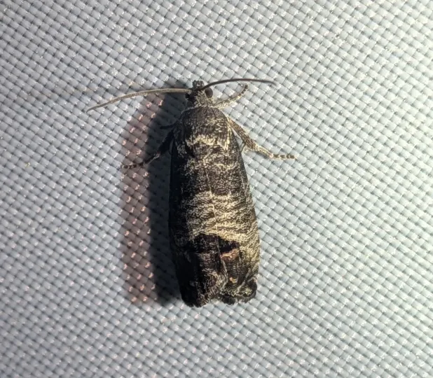 Codling moth