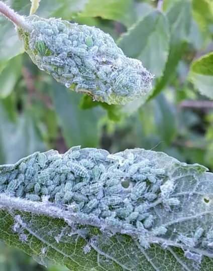 Mealy plum aphid