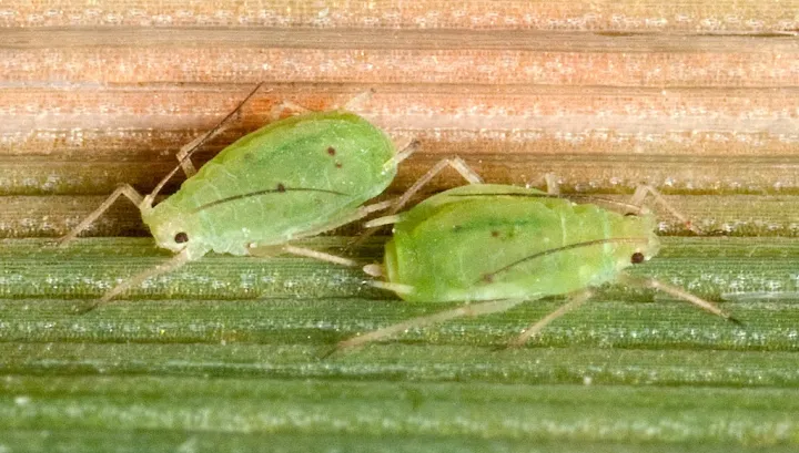Greenbug