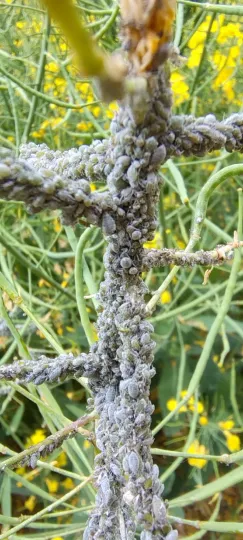 Cabbage aphid