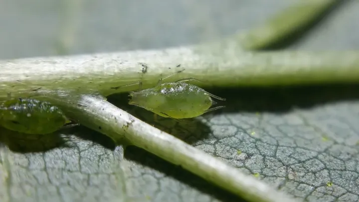 Hop aphid