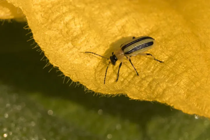 Striped cucumber beetle