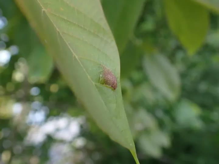 Walnut blister mite
